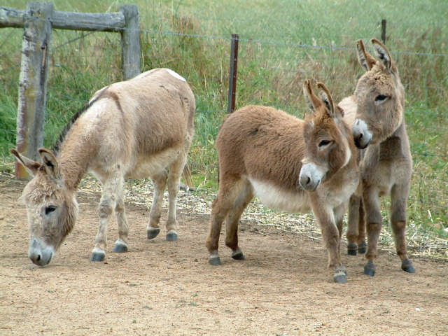 Newly arrived from NZ at Derrydale Stud, CC Little Dixie [50% AMMD], CC Luna Rosa [100% AMMD],and CC Little Diva [75% Ammd].